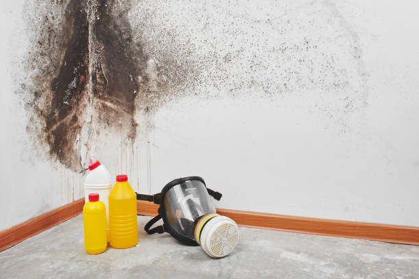 Best Mold Cleaning Services  in Verdigris, OK