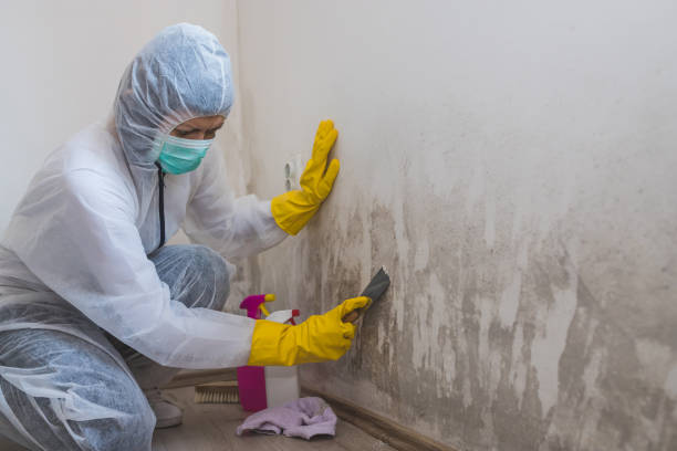 Attic Mold Removal in Verdigris, OK